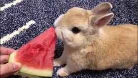 最近热门事件合集吃瓜兔 独家爆料欧弟生活趣事 最新大瓜事件最新消息,独家爆料，吃瓜兔带你领略最新大瓜事件